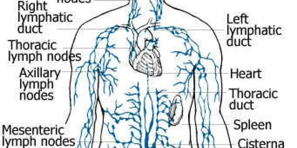 A drawing of the human body with veins and arteries.