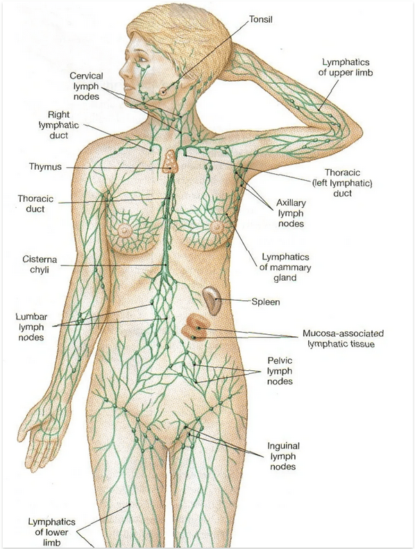 A diagram of the lymphatic system shows the lymph nodes, and other organs.