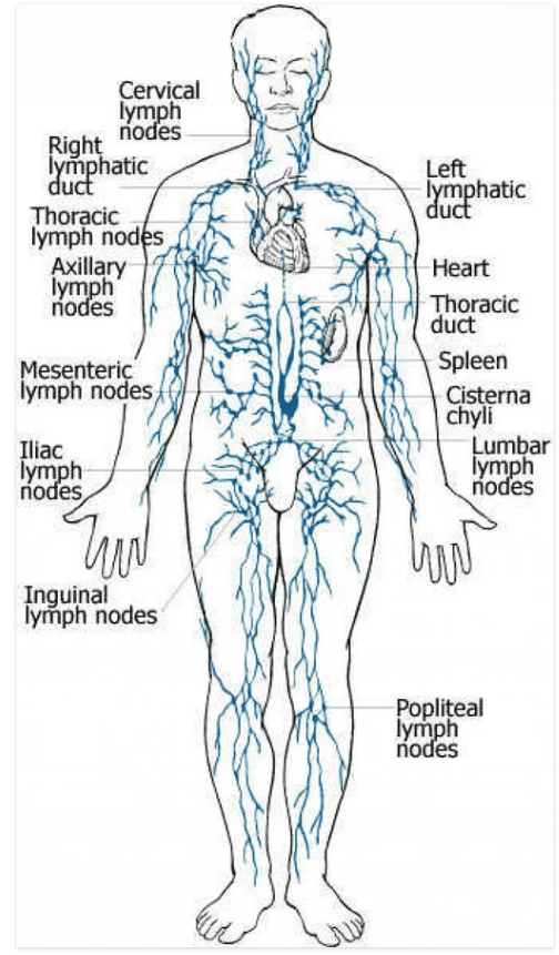 A diagram of the human body with lymphatic nodes.